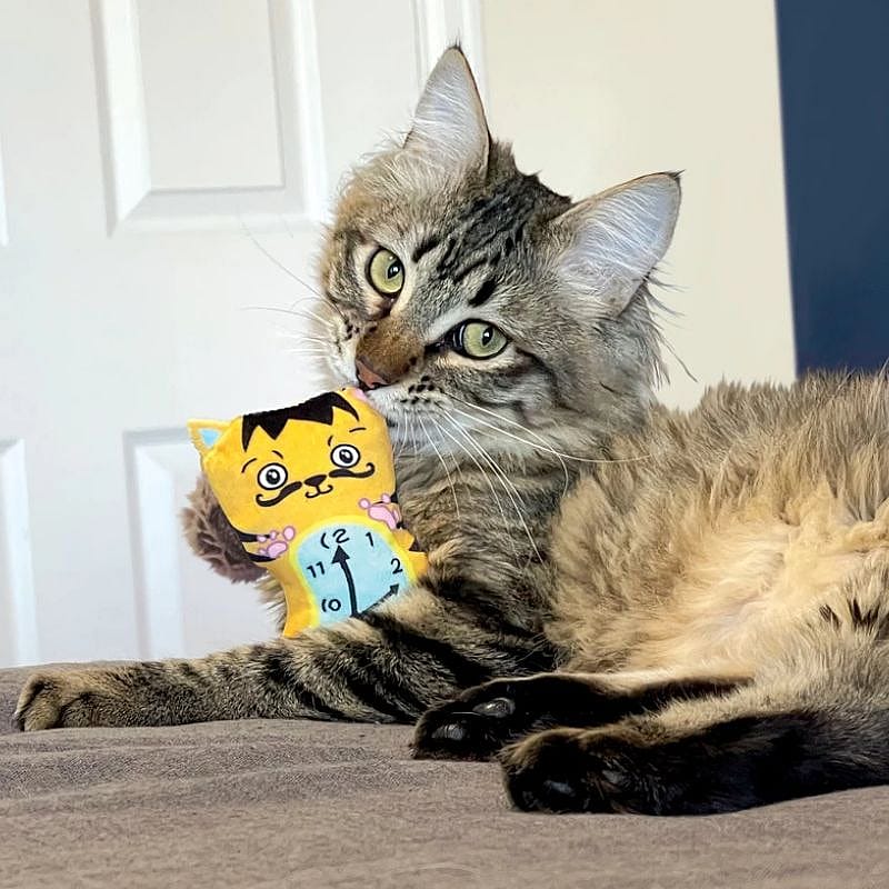 KONG Artz Dali / van Gogh (2-pack) Kat