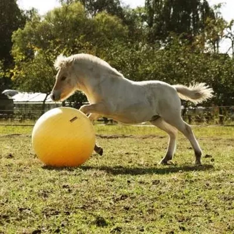 Maximus Power Play Ball Paard