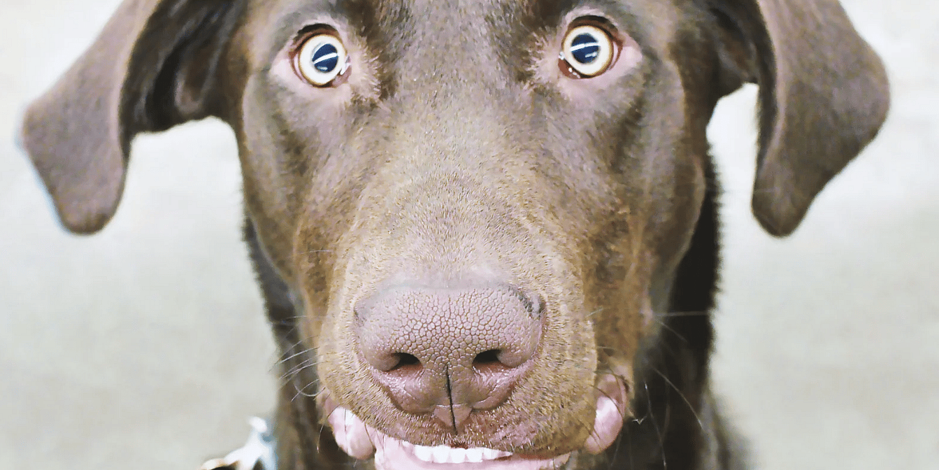Vergiftigingen-hond-top-10