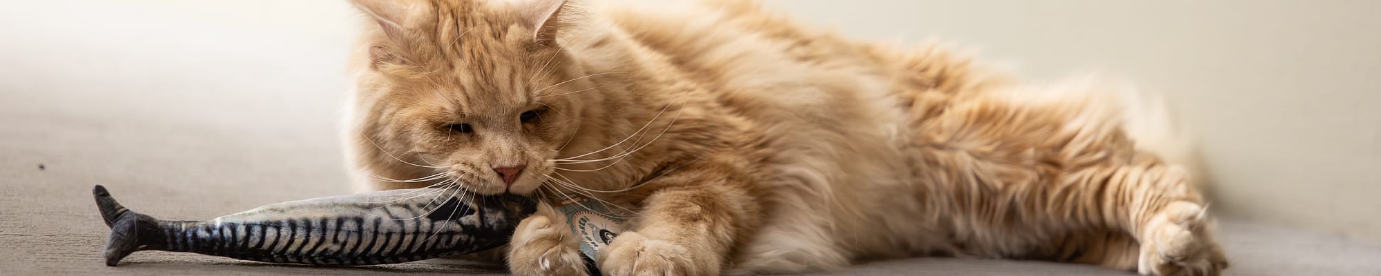 Kat, Zoogdier, Huisdier, Kitten, Manx