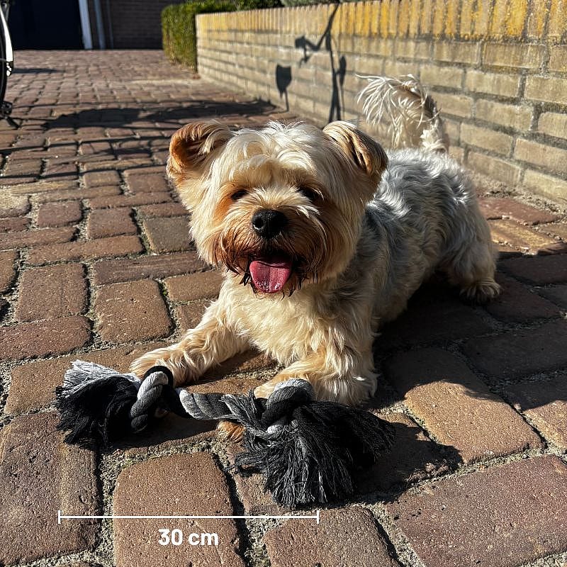 Floss Boss Dental Rope Flosstouw 2 Knot Hond 85 cm