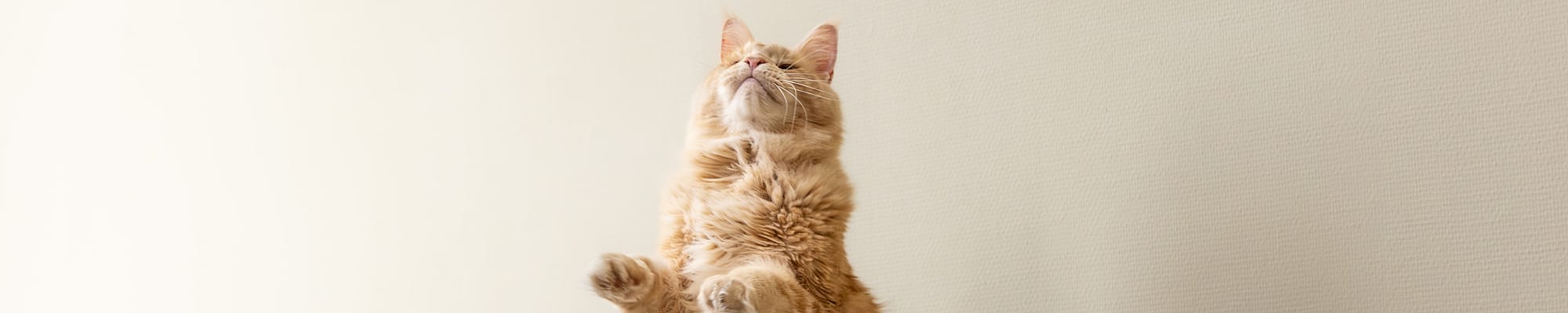 Dier, Kat, Kitten, Zoogdier, Huisdier