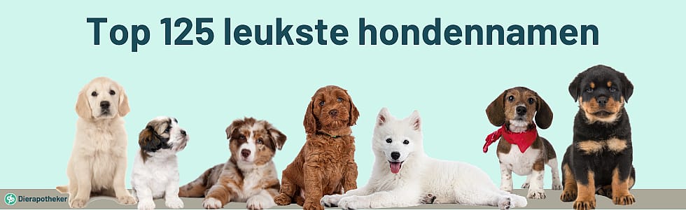 Banner Top 125 leukste hondennamen Blog Main Image 900x300px