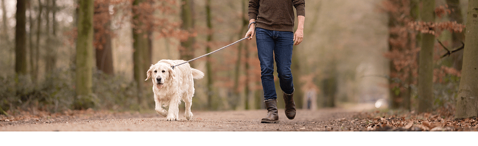 Hond-uitlaten-donker