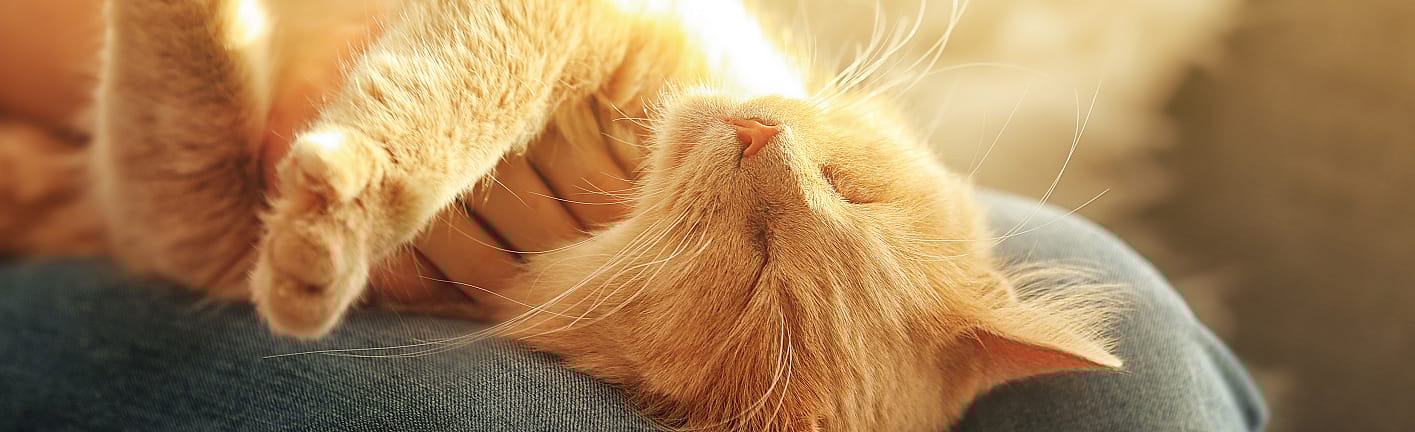 53da76774aaeec3832913dd41ea61fab