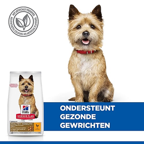 dog, pet food, collar, tan, protein