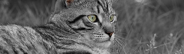 50f4d434a0844d7db6825dfcb738288a