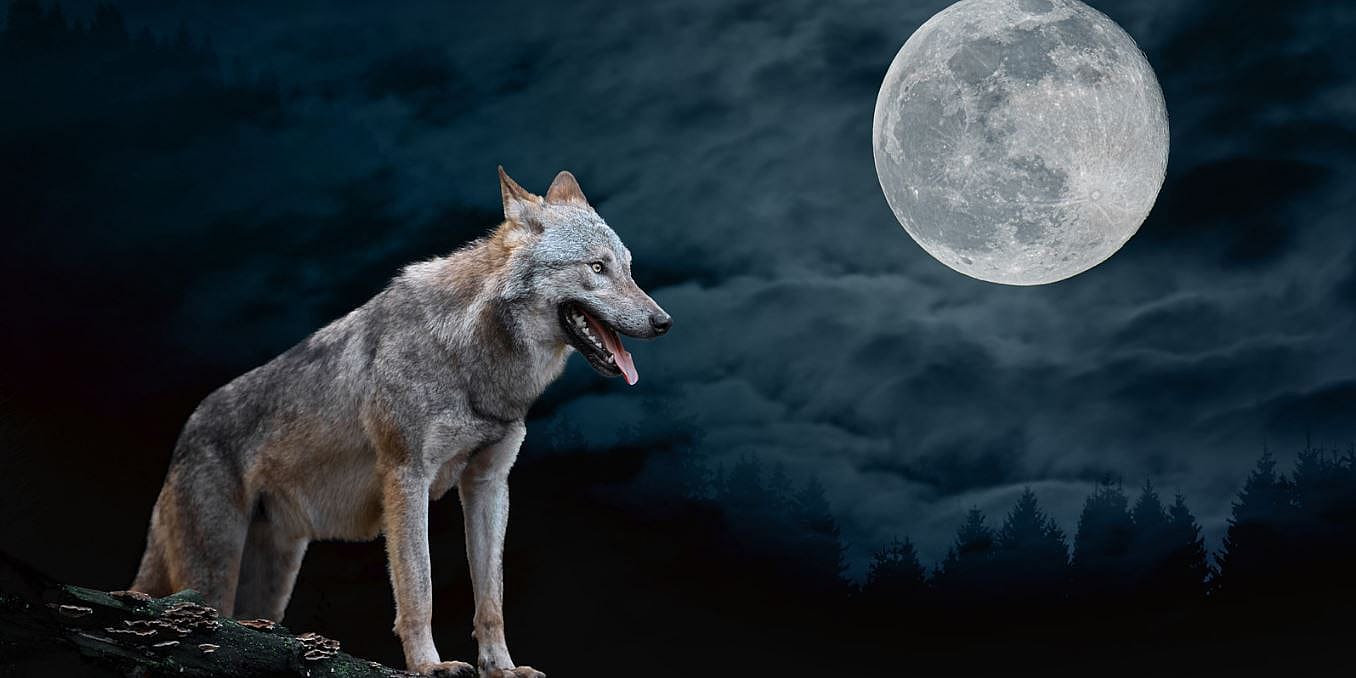 Wat is het Weerwolfsyndroom bij honden?
