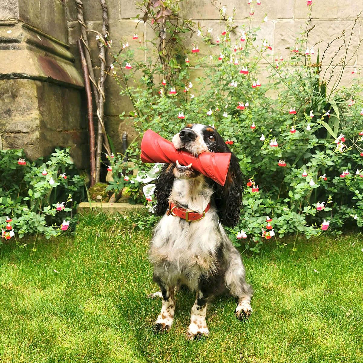 Frogg Toys Rubber Speeltjes Hond Dumbbell