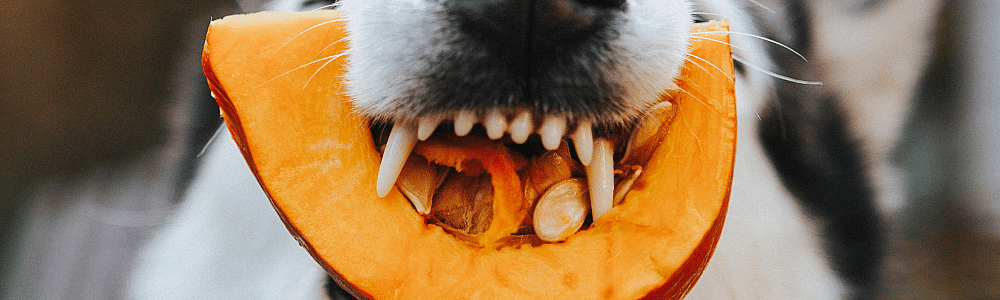 9bb0c8e29066ed20d415e93d3a3928f6