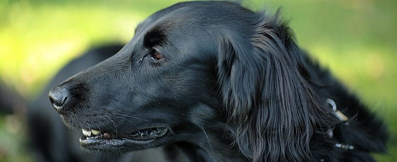 Kracht van de plant voor huisdieren