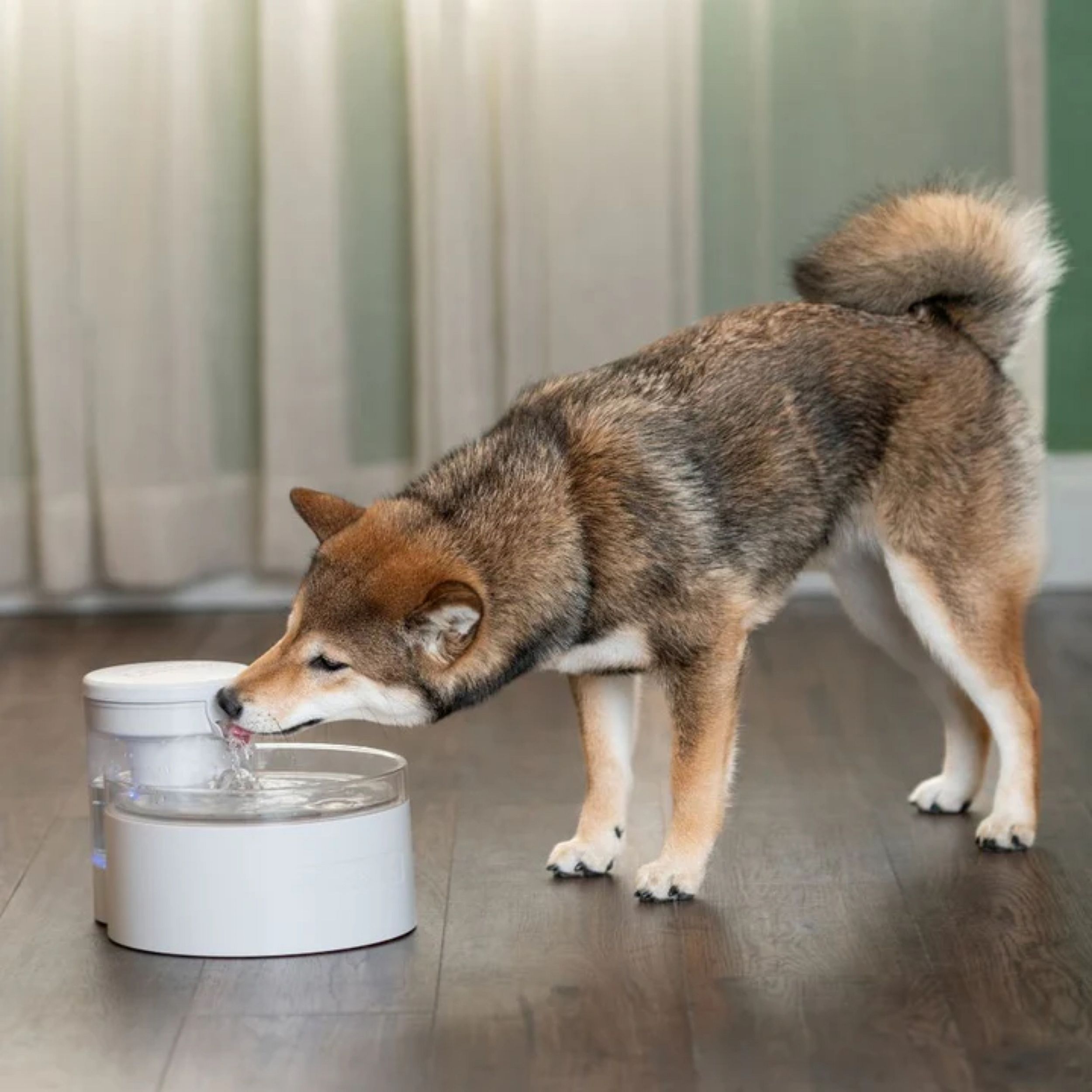 Dier, Hond, Zoogdier, Huisdier, Dier, Hond, Zoogdier, Huisdier, Dier, Hond, Zoogdier, Huisdier, Dier, Hond, Zoogdier, Huisdier