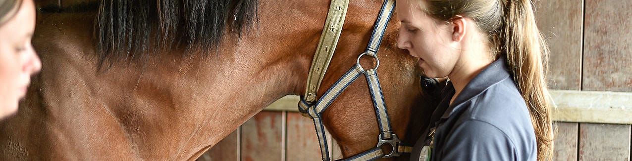 Equine Infectieuze Anemie paard