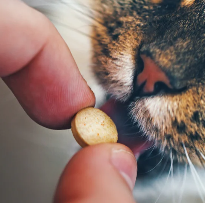 vlo-teek-pil-kat-hond-ingeven