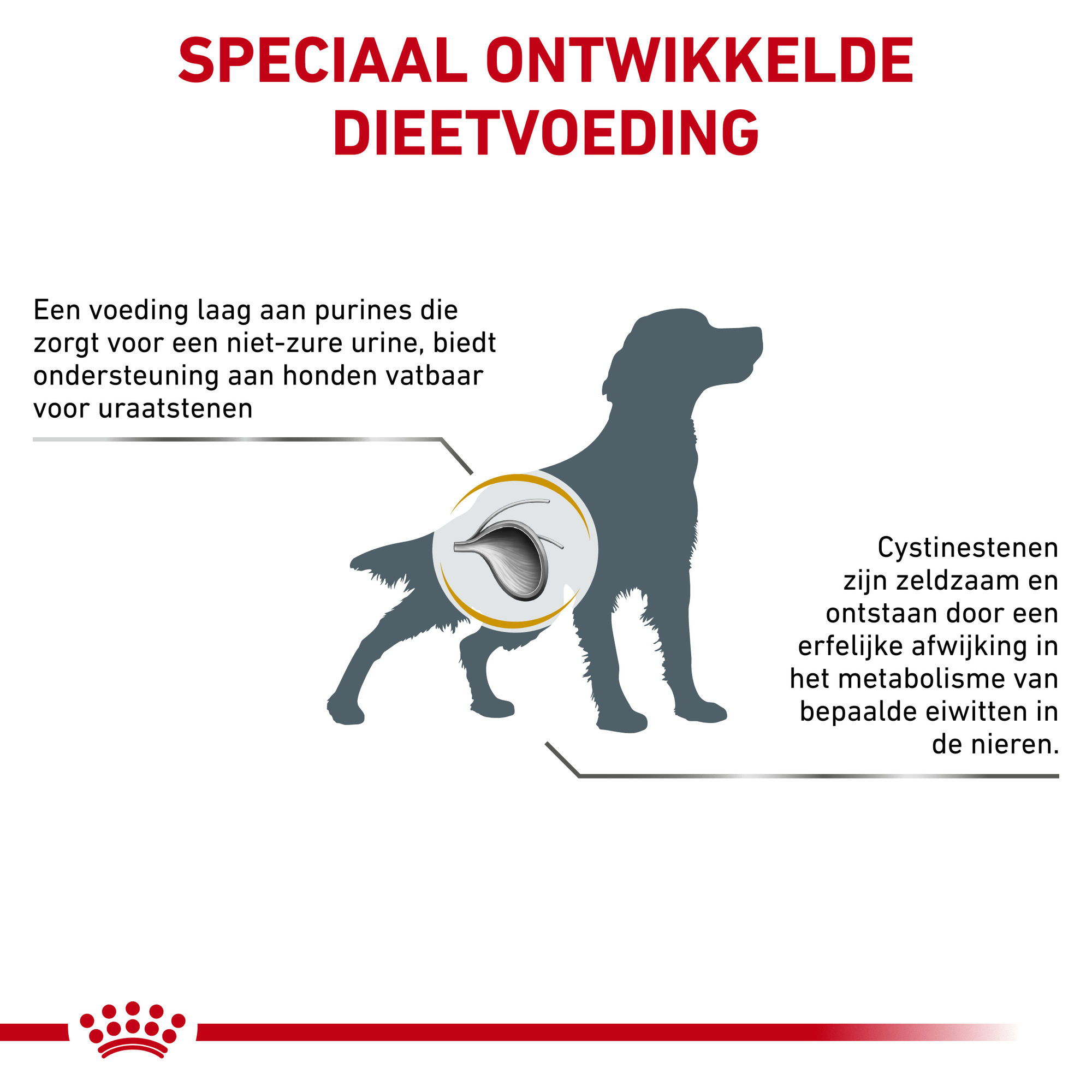 Royal Canin Urinary UC Low Purine Hond, Advertentie, Poster, Hond, Zoogdier, Huisdier
