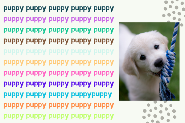 Alles wat je graag wilt weten voordat je een pup in huis haalt