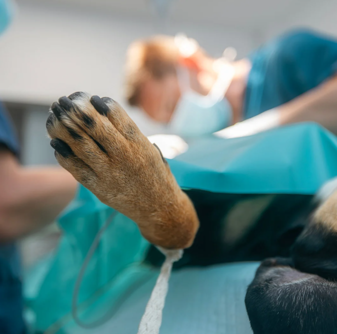 Wanneer-spoedgeval-dier